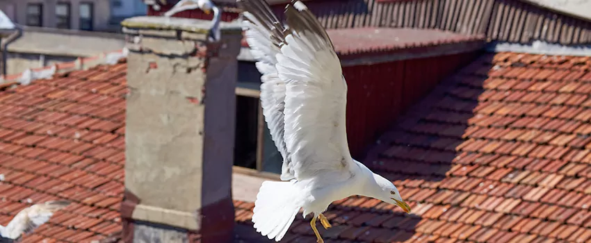 Residential Chimney Animal Removal Solution in Deming, NM