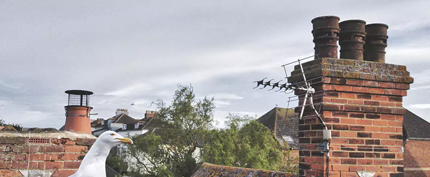 Chimney Cleaning And Restoration in Deming, New Mexico